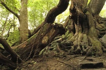 Sự thật về cây sồi cổ bị xích vì mang “lời nguyền chết chóc”