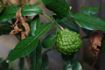 Khám phá thú vị về cây trúc, cây đặc hữu của An Giang