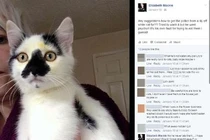 Cảnh báo: Hoa loa kèn có thể giết chết mèo của bạn