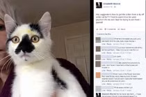 Cảnh báo: Hoa loa kèn có thể giết chết mèo của bạn