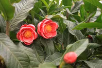 Những điều thú vị ít người biết về cây hoa hải đường