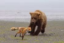 Gấu nâu rượt đuổi cáo nhỏ chạy lòng vòng trên cát