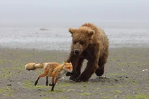 Gấu nâu rượt đuổi cáo nhỏ chạy lòng vòng trên cát