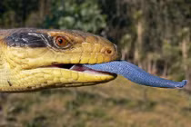 Những quái vật được nuôi làm thú cưng