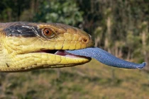 Những quái vật được nuôi làm thú cưng