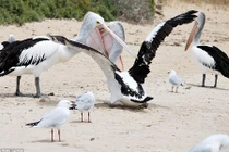 Top khám phá thú vị về chim bồ nông