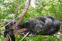 Điểm mặt những chú rắn sở hữu body khủng