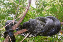 Điểm mặt những chú rắn sở hữu body khủng