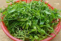 Sự thật thú vị về rau sắng đặc sản các tỉnh miền núi