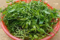 Sự thật thú vị về rau sắng đặc sản các tỉnh miền núi