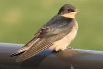 Khám phá hay ho về loài chim én quen thuộc