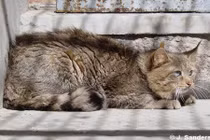 Khám phá thú vị loài mèo quý hiếm, đặc hữu của TQ