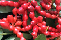 Khám phá thú vị cây chùm chày gắn bó trẻ thơ VN