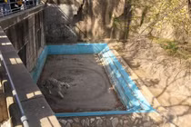 Hổ trắng trầm cảm đáng thương đi vòng tròn vô tận tại Trung Quốc