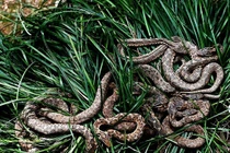 Những hòn đảo bị “quái thú” thống trị không ai dám bén mảng