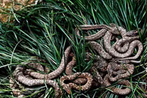 Những hòn đảo bị “quái thú” thống trị không ai dám bén mảng