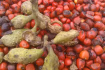 Khám phá thú vị về cây dổi, cây đặc hữu của Việt Nam