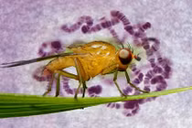 Khám phá gây sốc về tình dục đồng tính của ruồi giấm 