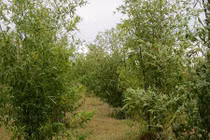 Khám phá thú vị về cây lồ ô, phổ biến ở Việt Nam