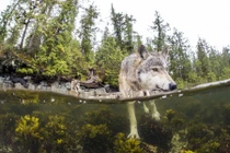 Thú vị loài sói biển bơi rất giỏi, chuyên ăn hải sản