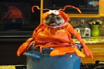 Thảm họa thời trang chủ nhân khoác cho thú cưng 