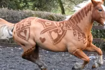 Kỳ lạ những bộ lông ngựa nghệ thuật tuyệt mỹ