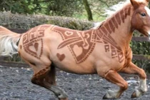 Kỳ lạ những bộ lông ngựa nghệ thuật tuyệt mỹ