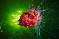 Cận cảnh những loài sứa biển sặc sỡ nhất đại dương 