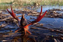 Khám phá về loài tôm “thủy quái” ở Việt Nam