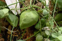 Khám phá về dây mỏ quạ phổ biến ở miền Tây