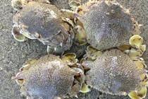 Khám phá kỳ thú về con cúm núm, đặc sản Cần Giờ