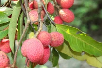 Độc lạ loài cây rừng nổi tiếng An Giang 30 năm mới cho quả 