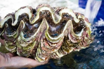 Khám phá bất ngờ về ốc tai tượng ở biển VN