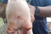 Video: Lợn lạ lùng 2 đầu, 3 mắt được đặt tên "Co-pig"