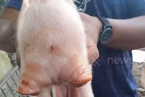 Video: Lợn lạ lùng 2 đầu, 3 mắt được đặt tên "Co-pig"