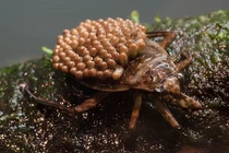 Những “người cha vĩ đại” trong thế giới động vật 