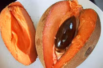 Khám phá kinh ngạc giống hồng xiêm ruột đỏ cho trái “khủng” 2kg/quả