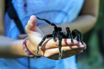 Những bí ẩn rùng mình về các loài nhện lông lá