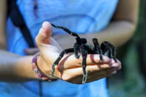 Những bí ẩn rùng mình về các loài nhện lông lá