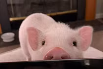 Những con vật sở hữu “đôi mắt biết nói” đầy mị lực