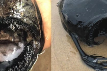 "Quái ngư" đáng sợ bỗng dưng trôi dạt vào bờ: Loài cực quý hiếm? 