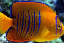 Những sự thật thú vị về loài cá ít ai hay