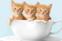 Khám phá gây sốc ít ai biết về loài mèo đáng yêu