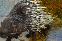 Khám phá loài nhím ở Việt Nam to gần bằng... con chó 