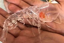 Sinh vật trong suốt kỳ dị khiến dân mạng hỏi “yêu quái phương nào”