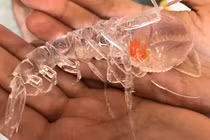 Sinh vật trong suốt kỳ dị khiến dân mạng hỏi “yêu quái phương nào”