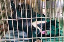 Vừa được giải cứu, 3 chú gấu ở Nam Định "cười ra mặt"