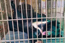 Vừa được giải cứu, 3 chú gấu ở Nam Định "cười ra mặt"