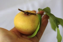 Những điều ít người biết về quả thị quen thuộc