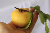 Những điều ít người biết về quả thị quen thuộc